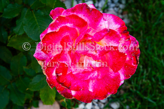 Up Close with a Bright Rose, digital grand Marais