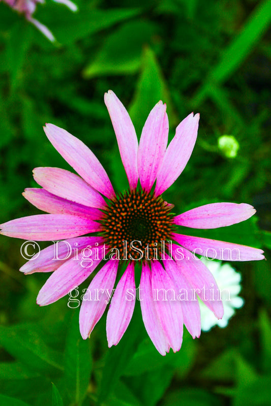 Common Salsify, Pink, One Flower, Digital, Michigan, Grand Marais