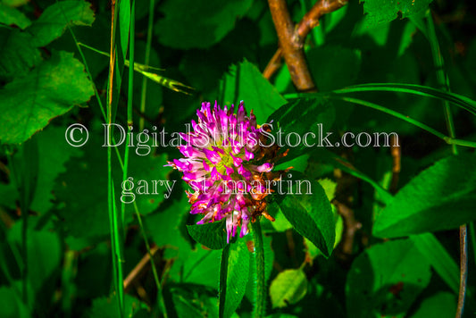 Closeup of a Red Clover Flower, digital Grand Marais