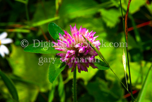 Dandelion Flower up Close, digital Grand Marais