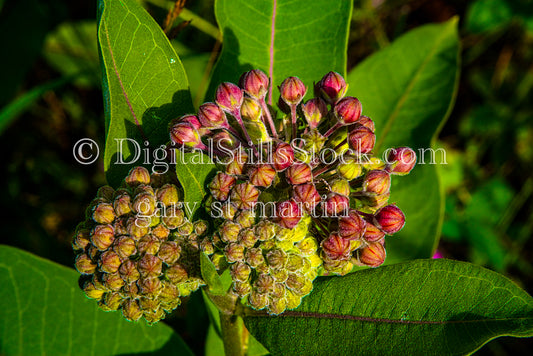 Milkweed up close, digital Grand MArais