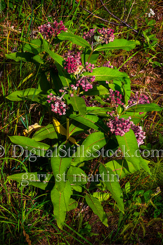 Blooming Milkweed plant, digital Grand Marais