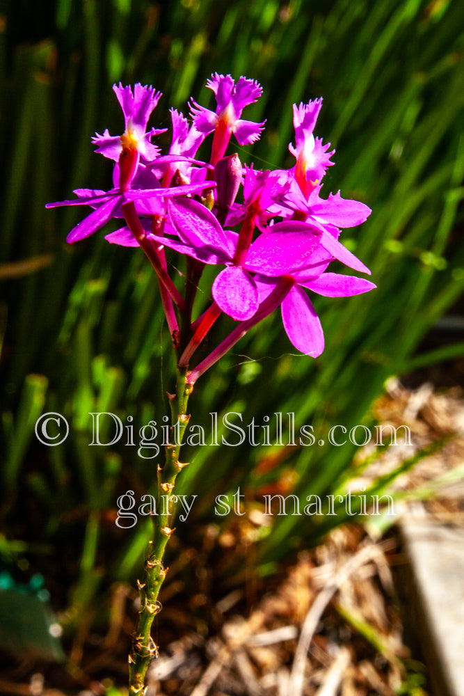 Epidendrum secundum Digital, Scenery, Flowers