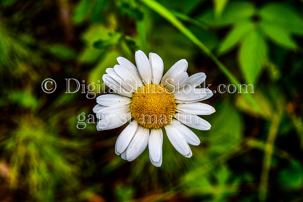 Small Daisy up Close, digital Grand Marais