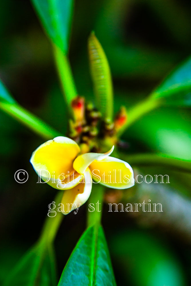 Yellow Bud Opening Digital, Scenery, Flowers