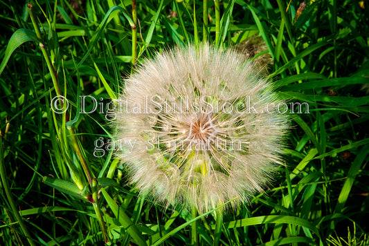 Dandelion up Close, digital Grand MArais