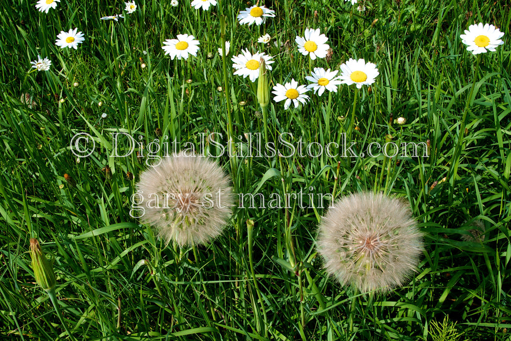 Two Dandelion’s Digital, Scenery, Flowers