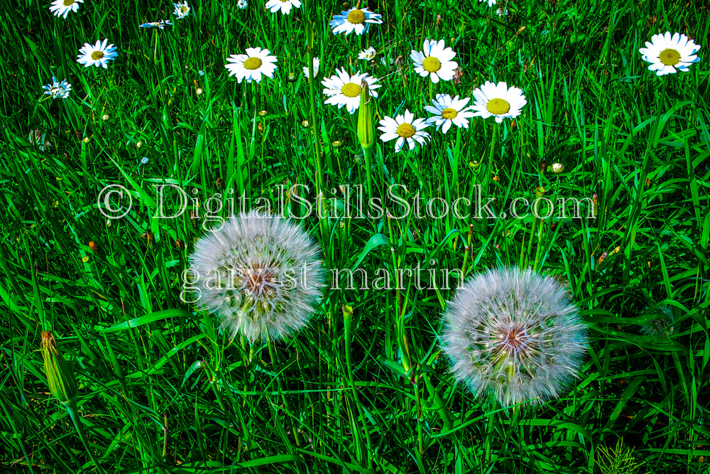 Bunch of Dandelions and Daisies, digital Grand marais