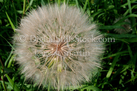 Closeup Of Dandelion Digital, Scenery, Flowers