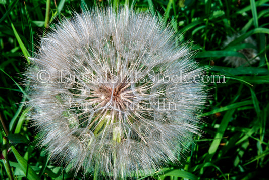 Make a wish on the Dandelion, digital Grand Marais 