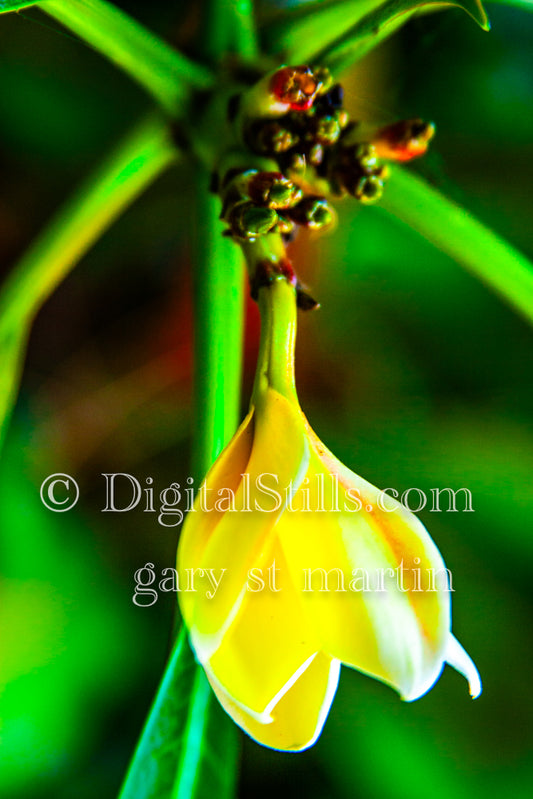 Yellow Bud Opening V2 Digital, Scenery, Flowers