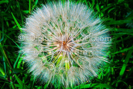 Zoomed in on the Dandelion, digital Grand Marais