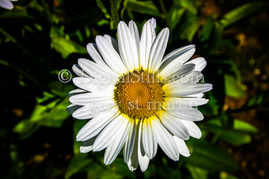 Shasta Daisy up close, digital Grand Marais Area