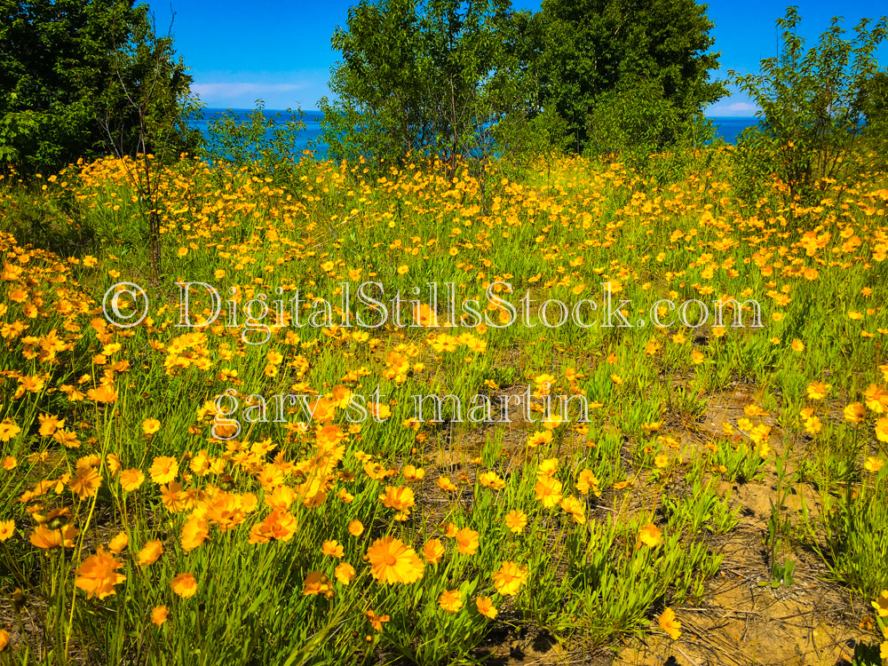 Poppy Field, digital Grand Marais