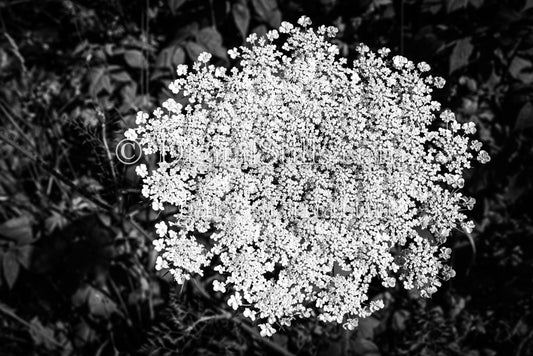 Wild Carrot Flowers in Black and white, digital Grand Marais