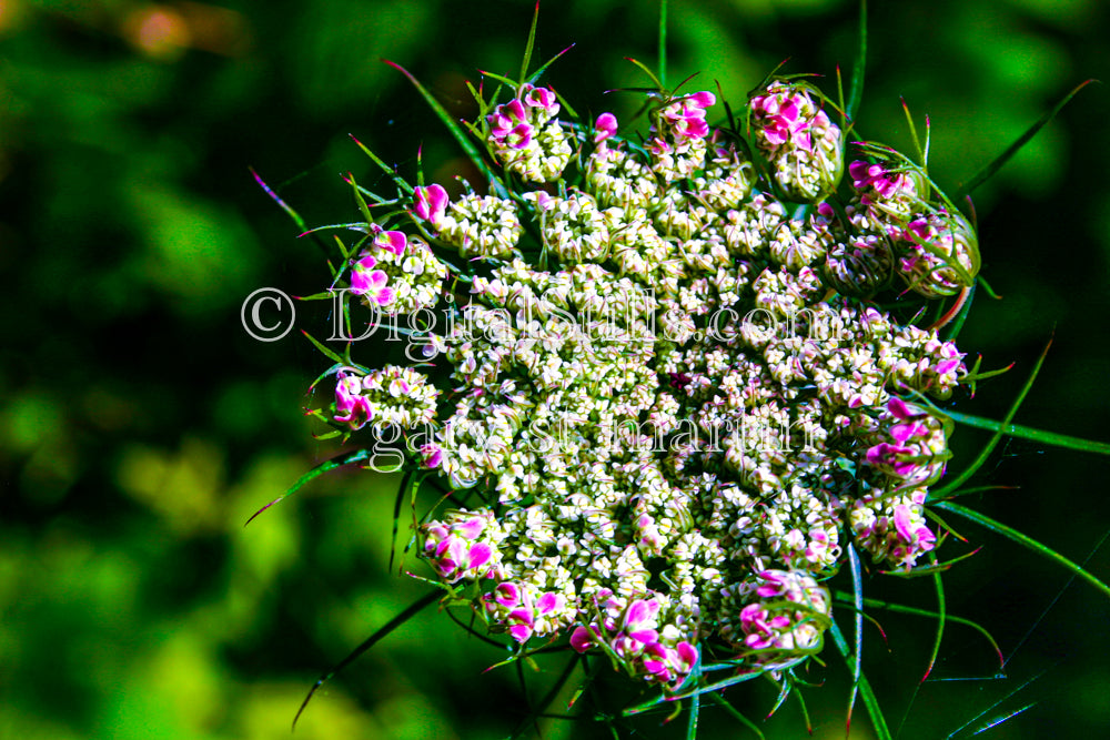 Wild Carrot Flowers up close, digital Grand Marais