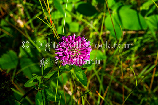 Red Clover Flower in the Sun, digital Grand Marais