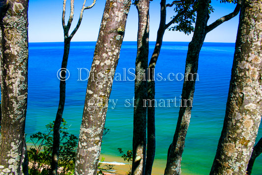 View of the Lake through the tree trunks, digital Grand Marais