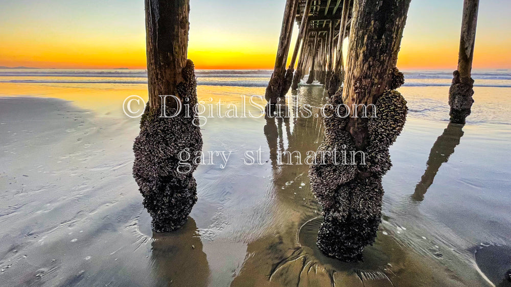 Barnacles on the Post - Imperial Beach Pier, digital Imperial beach pier