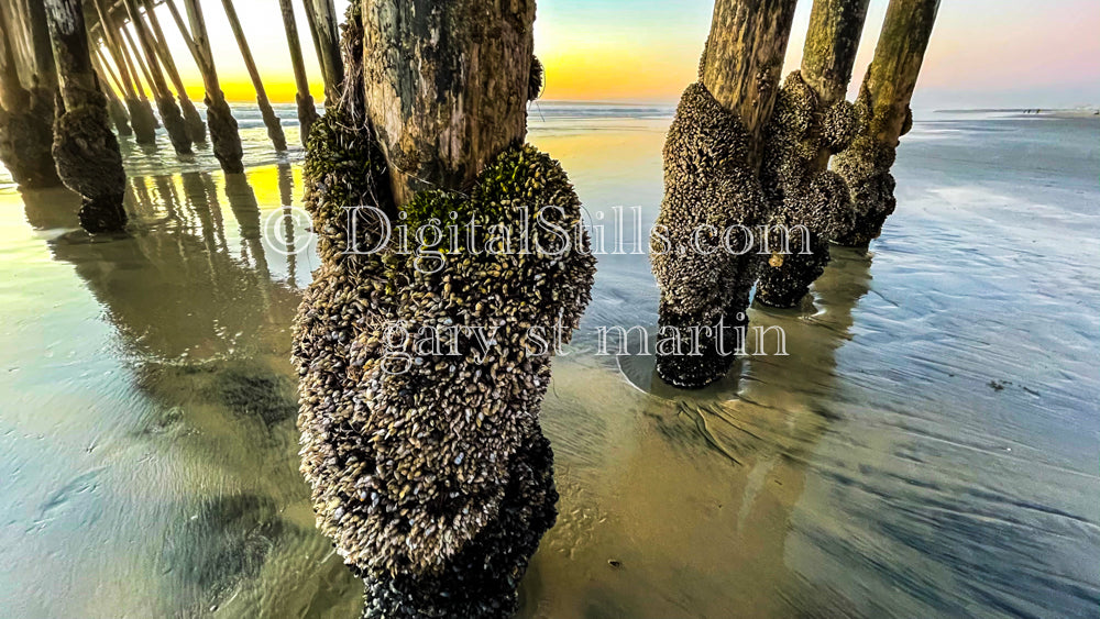 Clusters of Barnacles - Imperial Beach Pier, digital Imperial Beach Pier