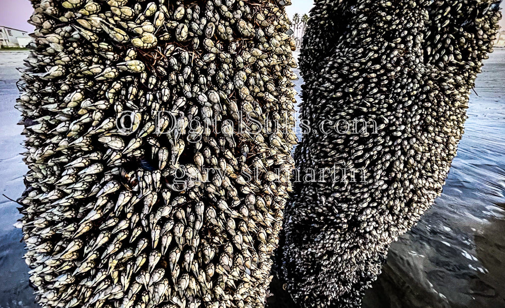 Patterns of Barnacles - Imperial Beach Pier, digital imperial beach pier