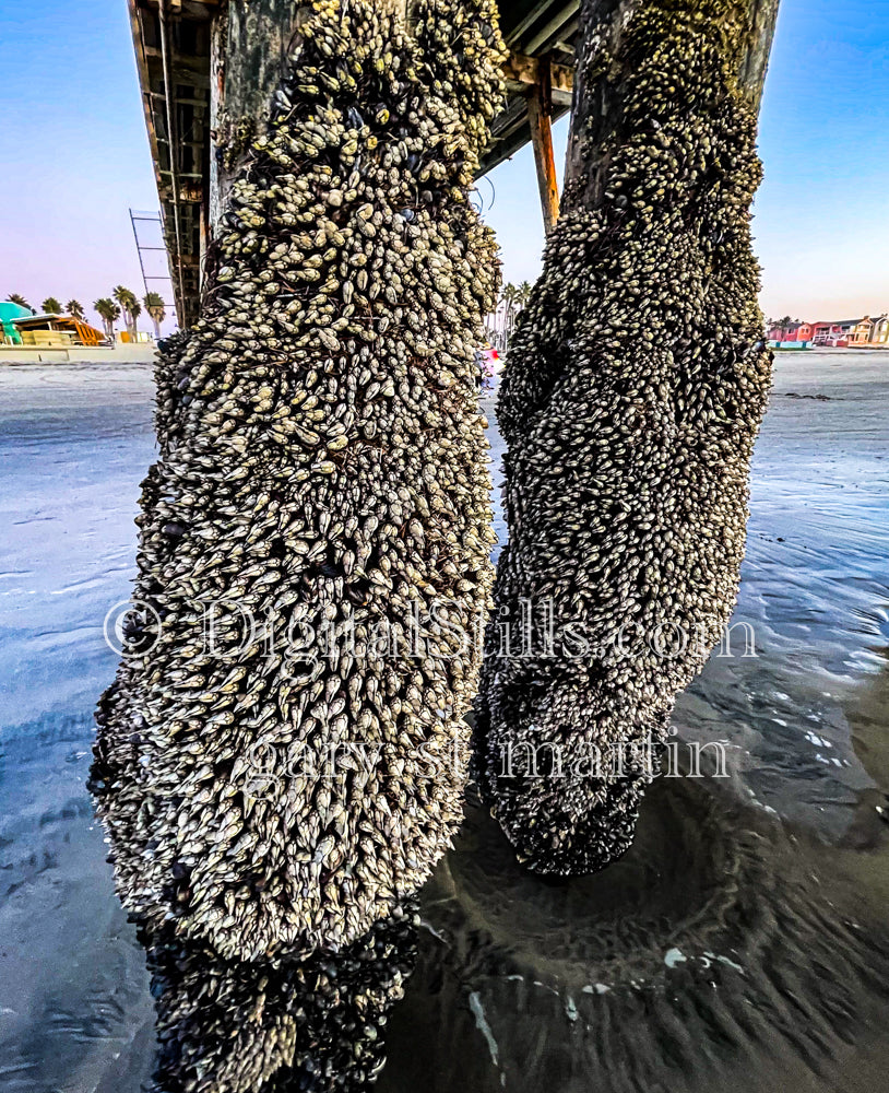 Barnacle Post - Imperial Beach Pier, digital Imperial Beach Pier