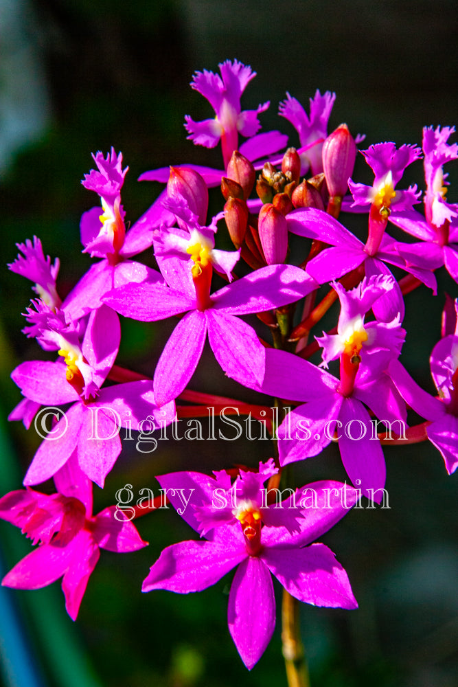 Pink Flowers Digital, Scenery, Flowers