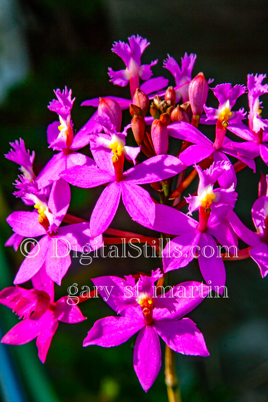 Pink Flowers Digital, Scenery, Flowers