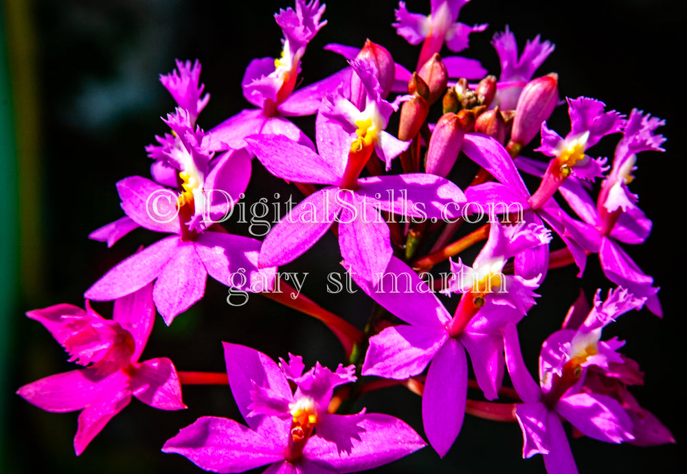 Pink Flowers Digital, Scenery, Flowers