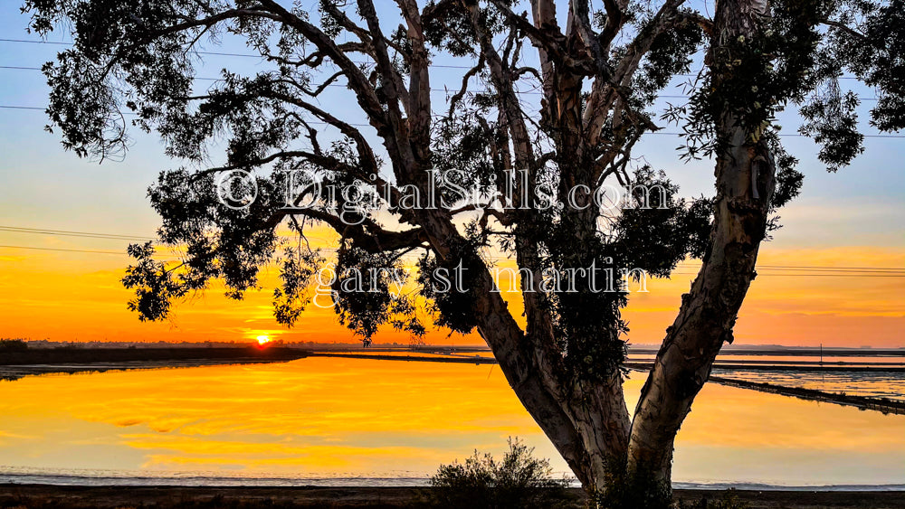 Leafy tree in front of salt flat sunset, digital sunset