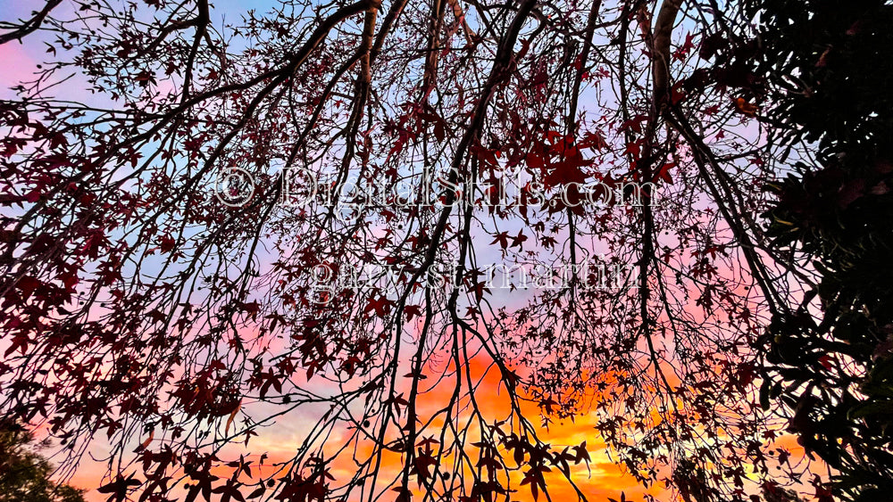 Rainbow sky with branches in front, digital sunset