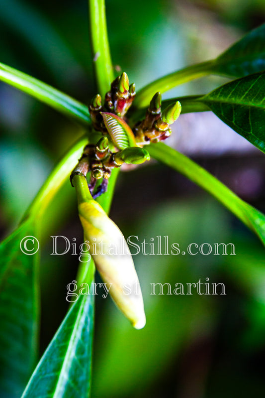 Leaf Bud Digital, Scenery, Flowers