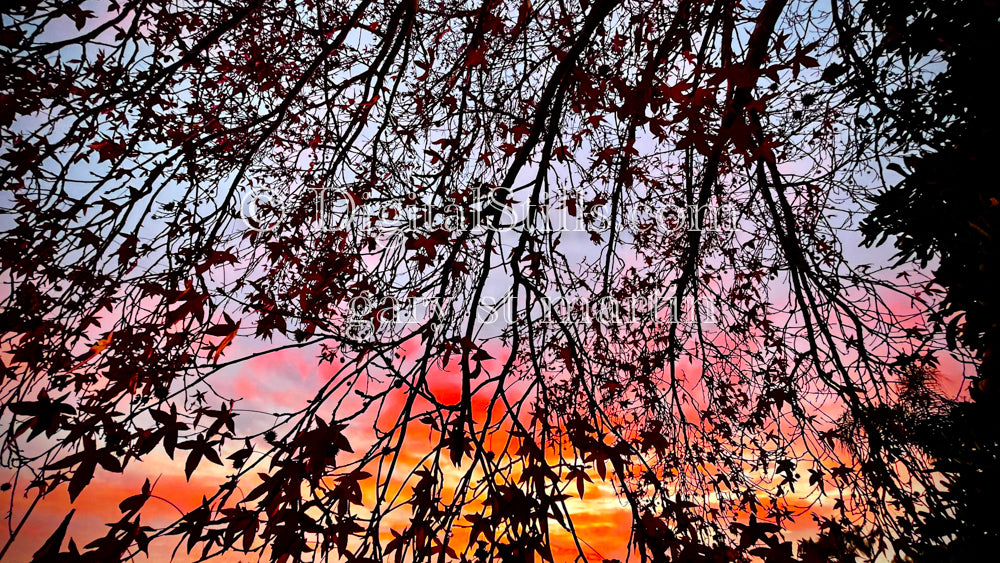 Leafy branches creating shadows in a colorful sky, digital sunset