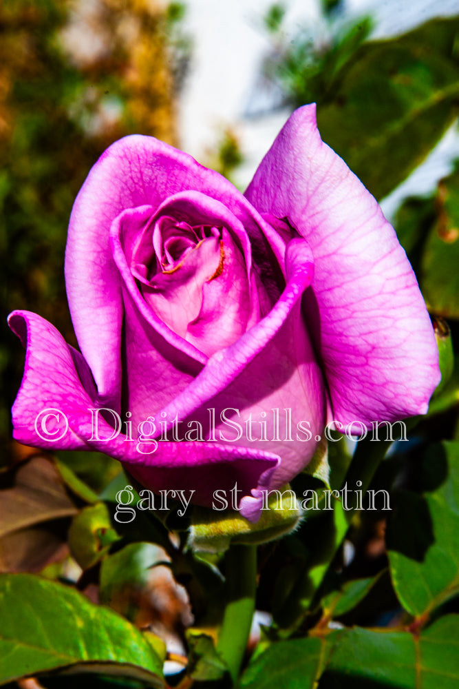 Pink Rose Portrait Digital, Scenery, Flowers