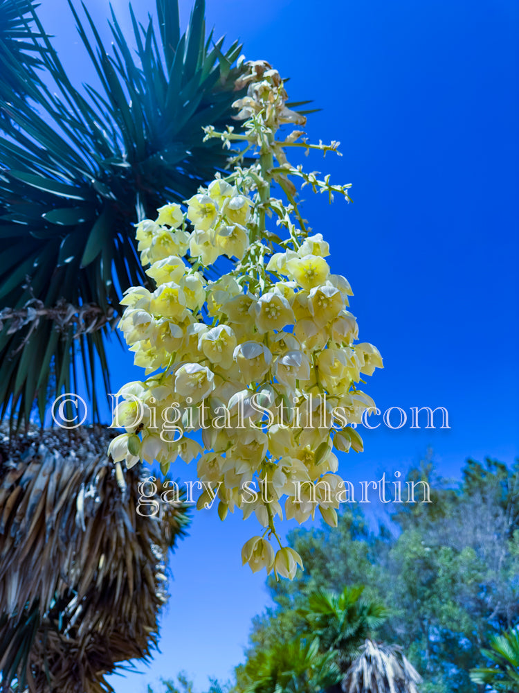 Yucca, in front of the  Museum, digital, Museum