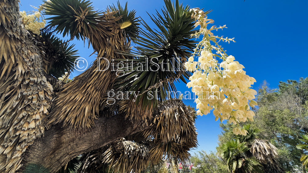 Wide View Yucca, in front of the  Museum , digital, Museum