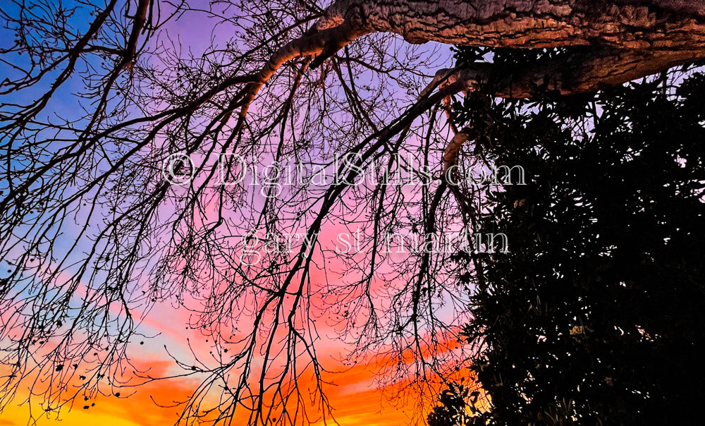 A painted sky behind glowing branches, digital sunset