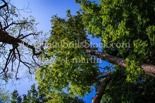 Looking up at the big green trees, digital Grand Marais