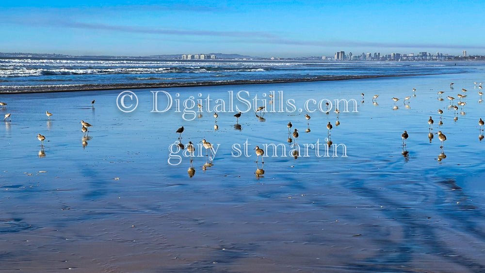Birds littering the shore, digital sunset