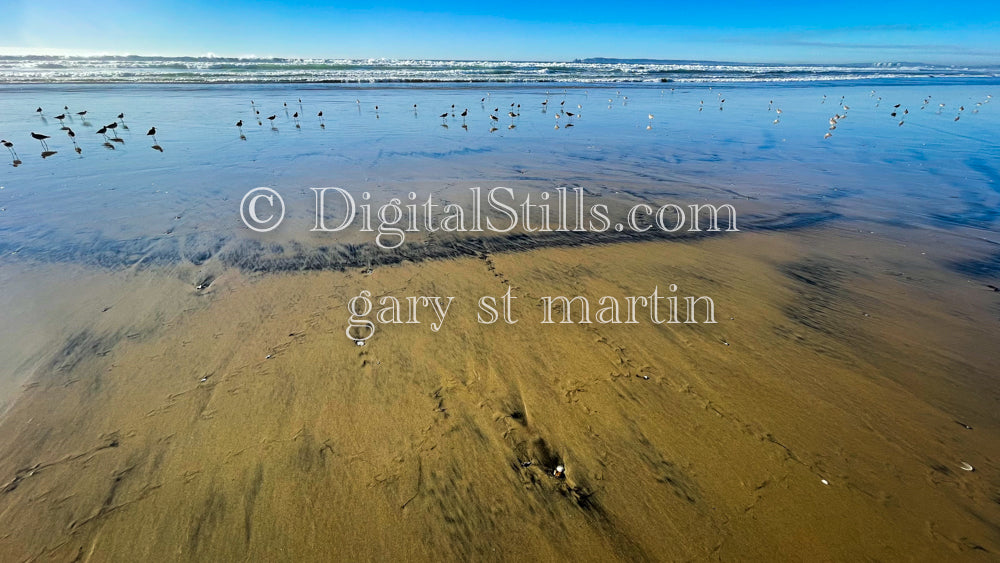 wide angle of birds on the beach, digital sunset