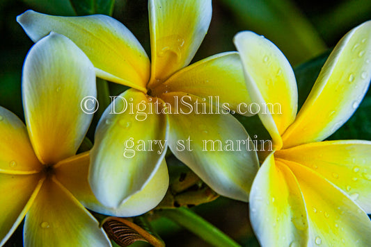 Digital, Scenery, Flowers Plumeria V2 