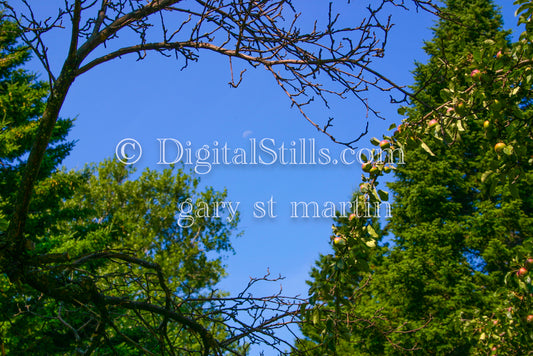 Bare tree branches, digital Grand Marais