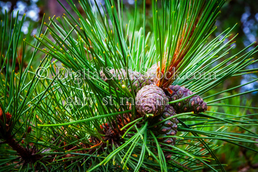 Close up Pine Cones, digital Grand Marais