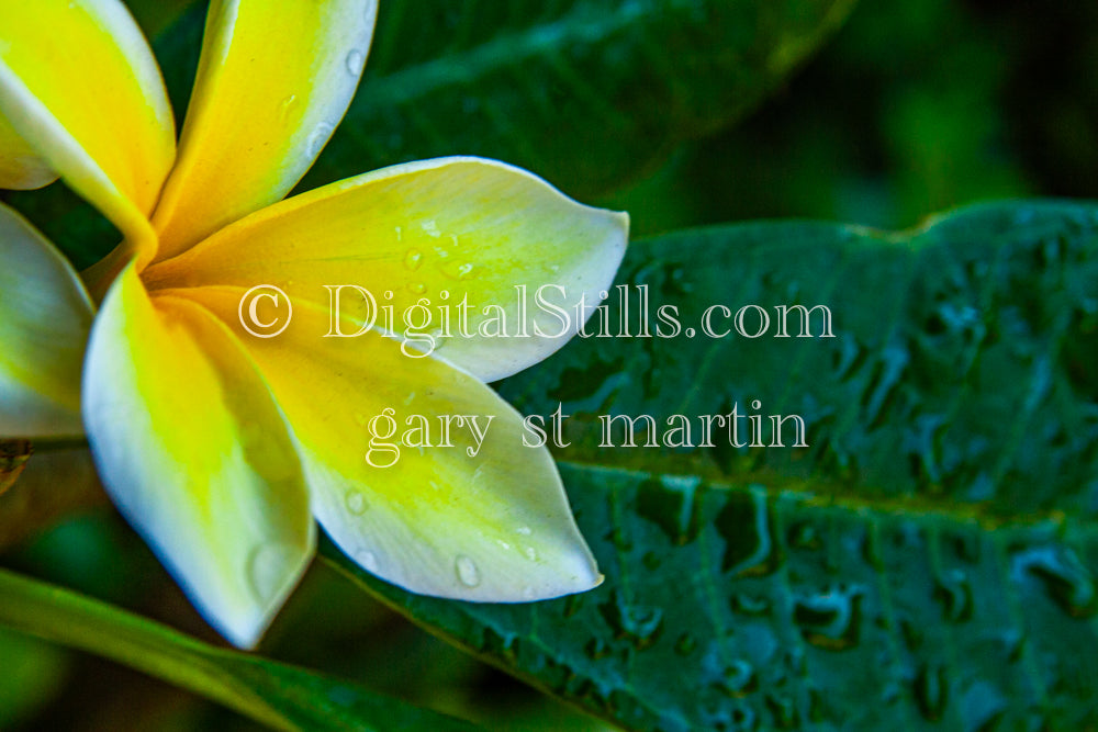 Side View Of Plumeria Digital, Scenery, Flowers