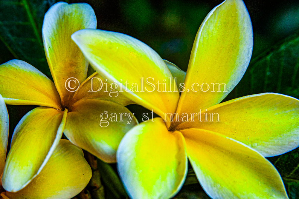 Two Plumeria Digital, Scenery, Flowers