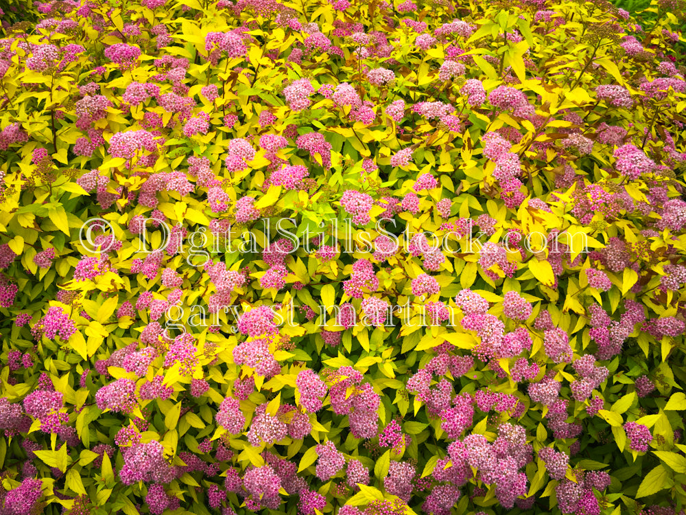 Japanese Spirea Flowers, digital copper harbor