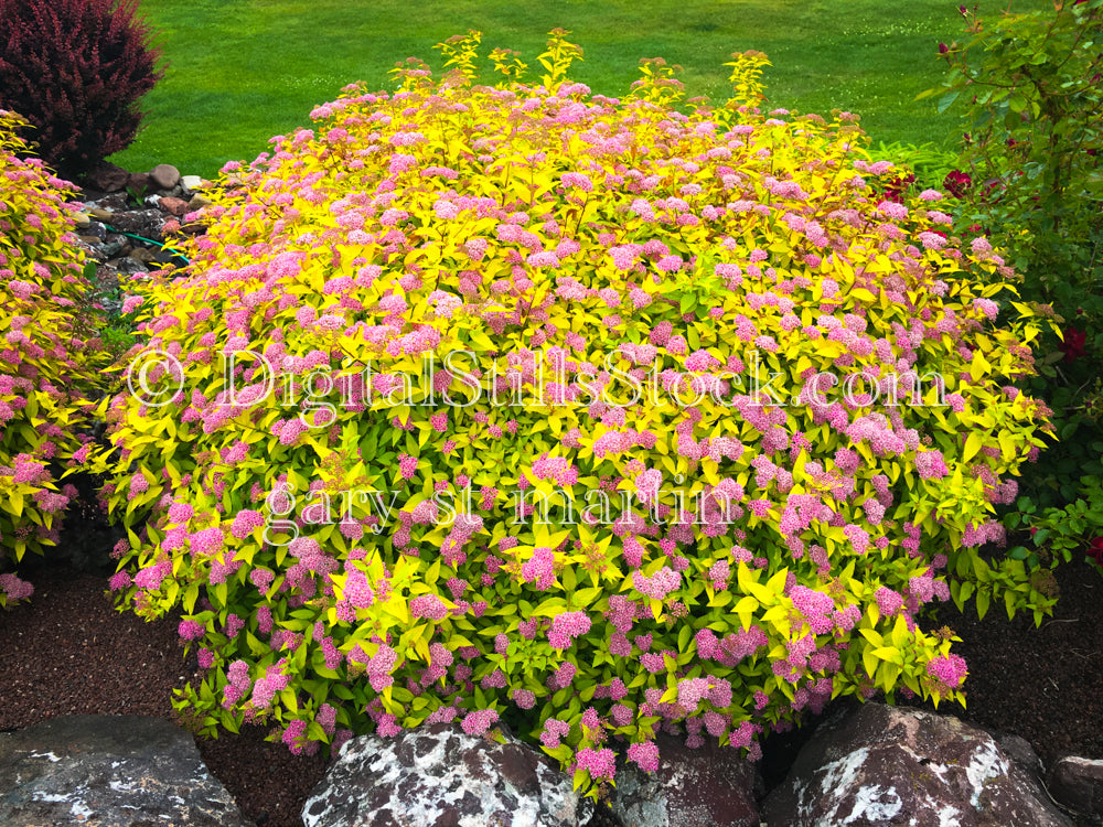 Japanese Spirea Bush, digital copper harbor