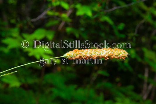 Close up of Timothy Grass, digital Grand Marais