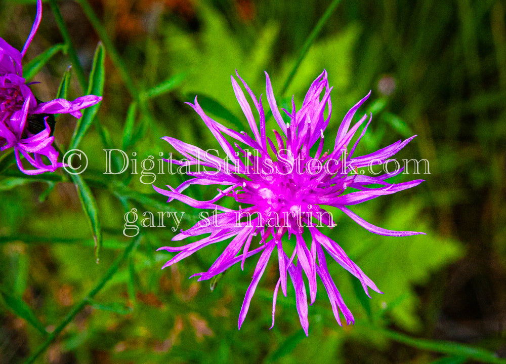 Brown Knapweed, digital Grand Marais