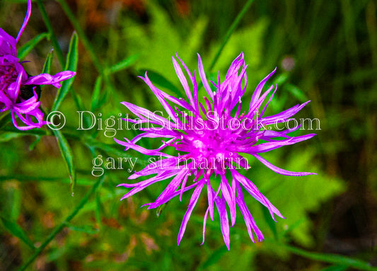 Brown Knapweed, digital Grand Marais